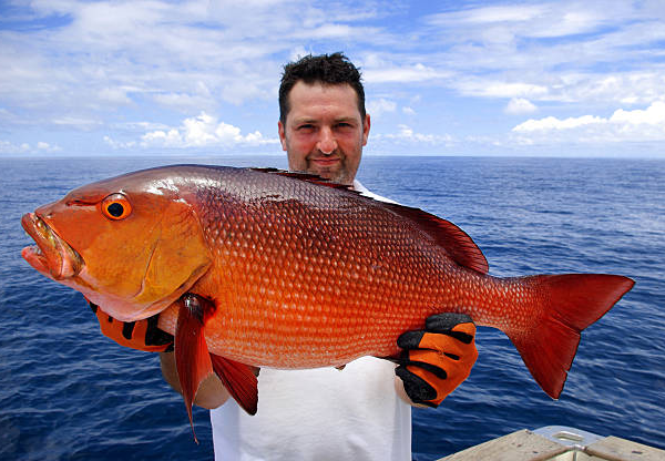 Cubera Snapper Charter in Los Sueños: Target One of the Ocean’s Strongest Fighters